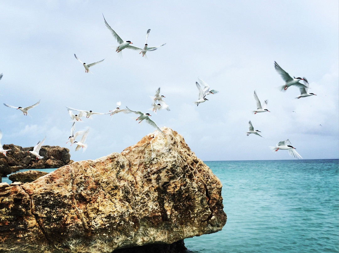 Pelican Beach-庞塞必去景点