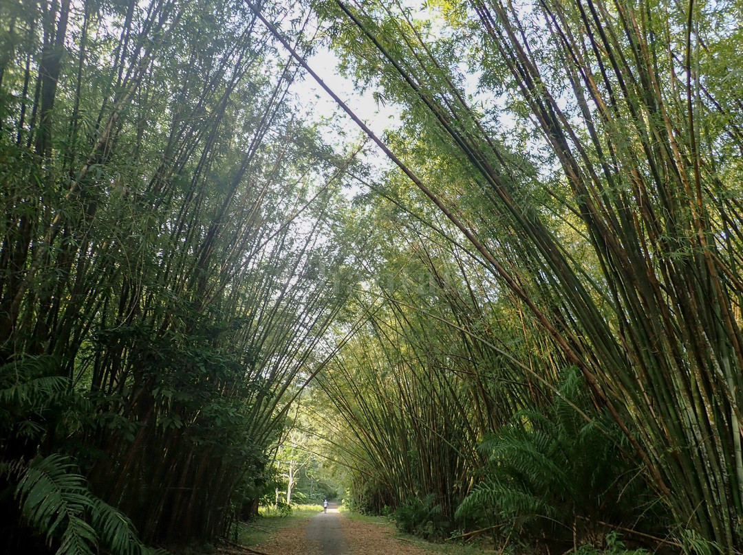 Bamboo Cathedral景点图片