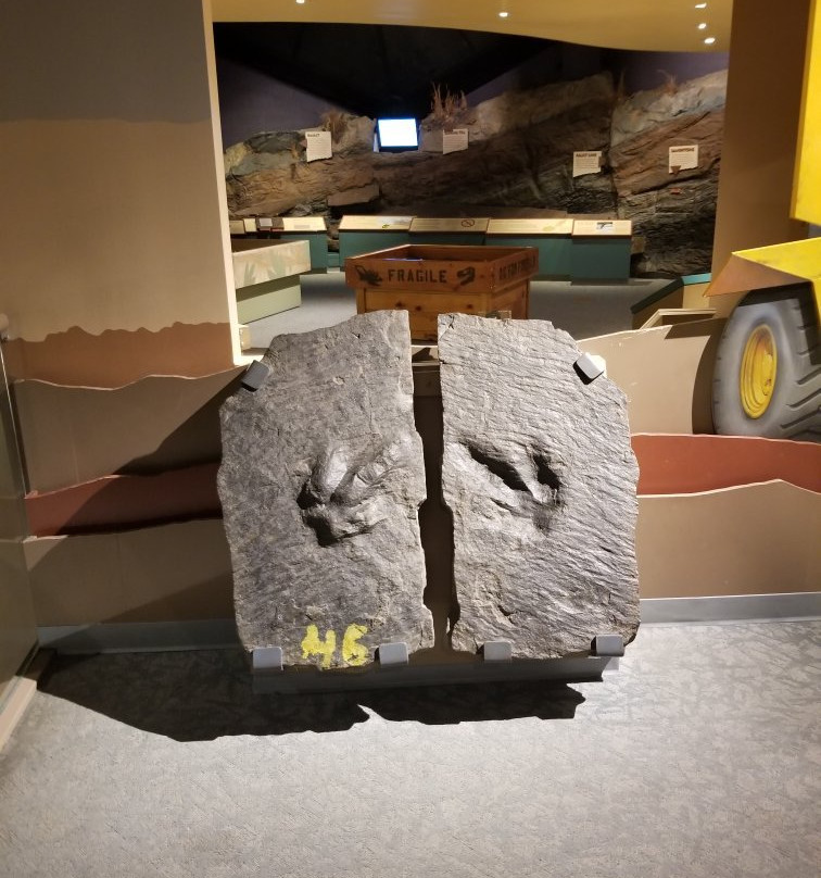 Dinosaur State Park & Arboretum-罗基希尔必去景点