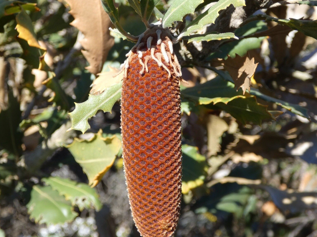 Ravensthorpe Range-Ravensthorpe必去景点