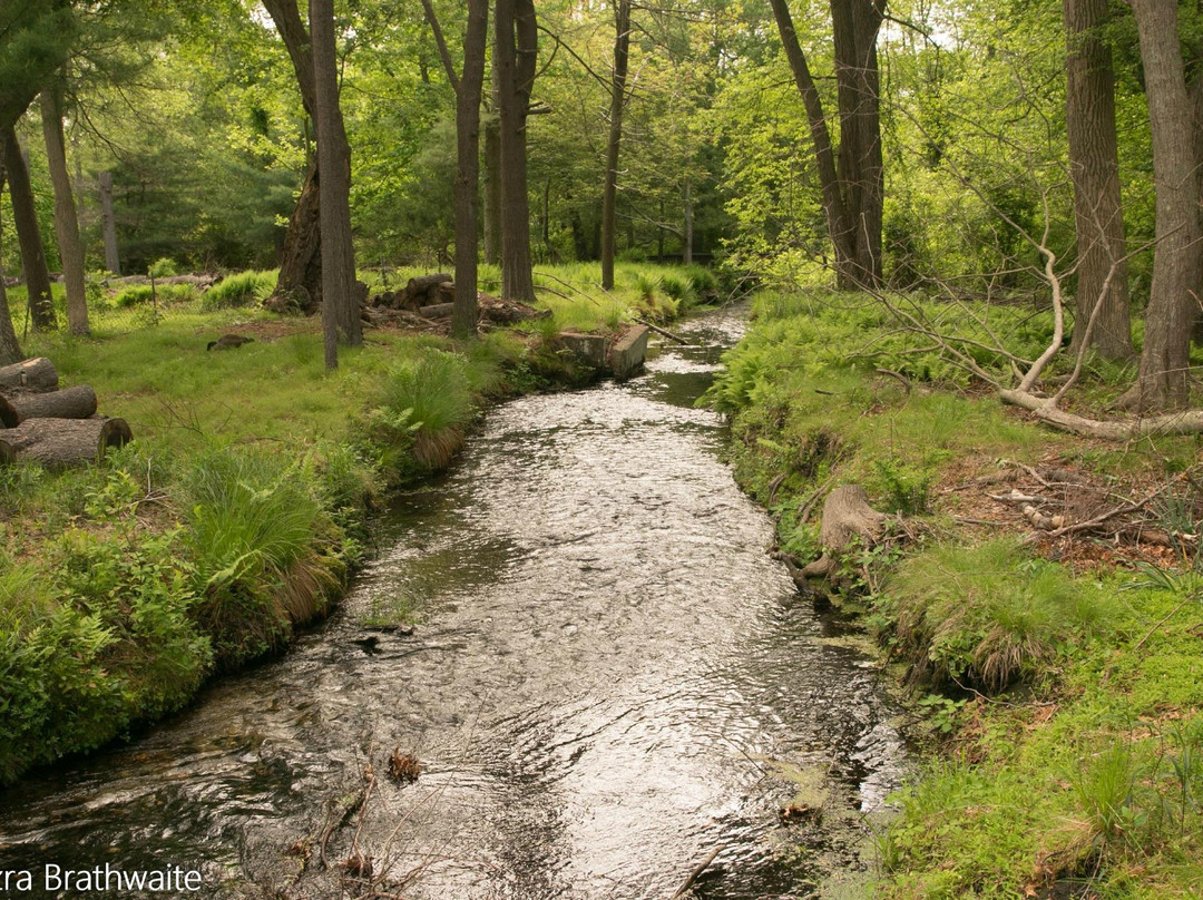 Connetquot River State Park Preserve景点图片