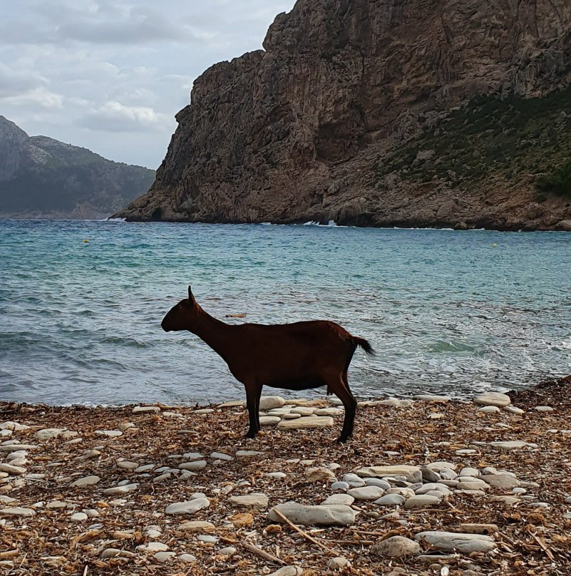 Cala Boquer景点图片