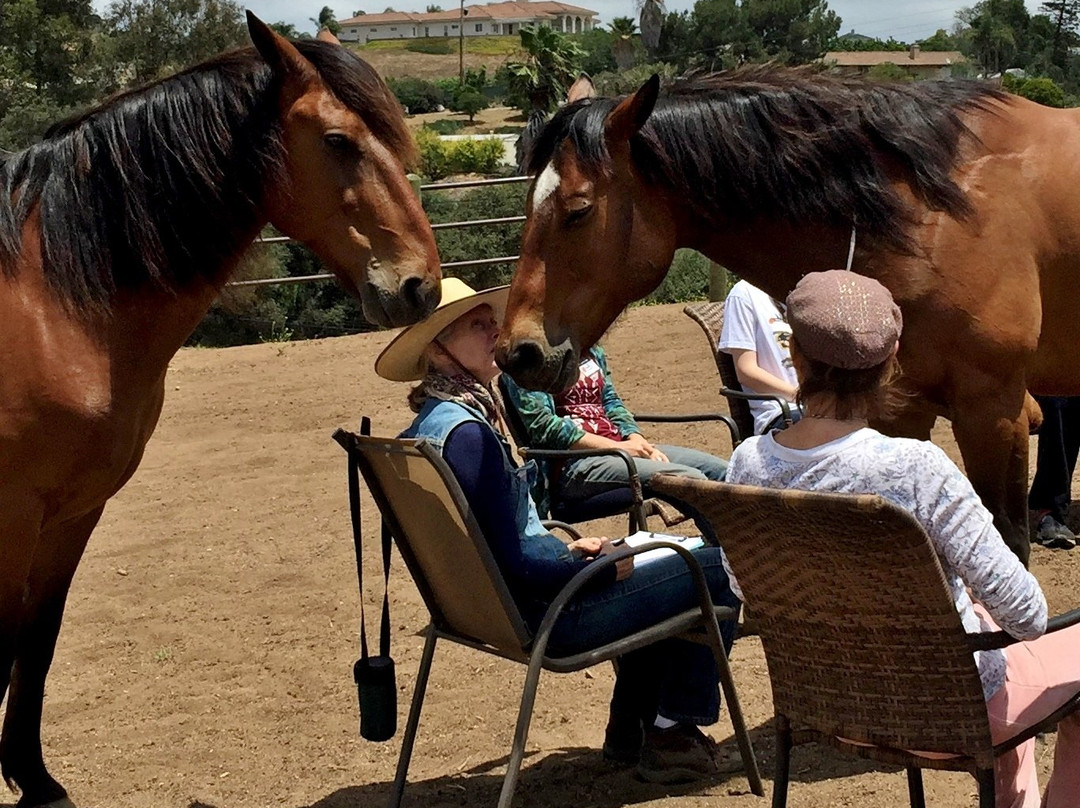 Bonsall旅游景点-Healing Horse