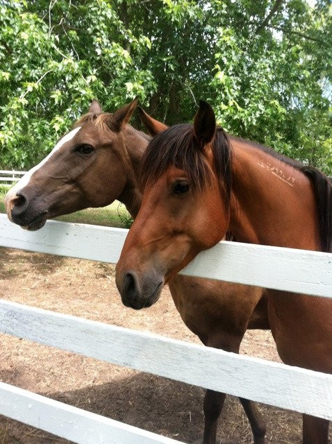 West Greenwich旅游景点-Stepping Stone Ranch