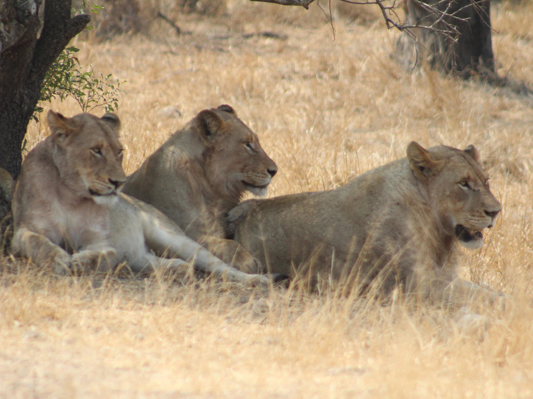 Big 5 Safaris景点图片