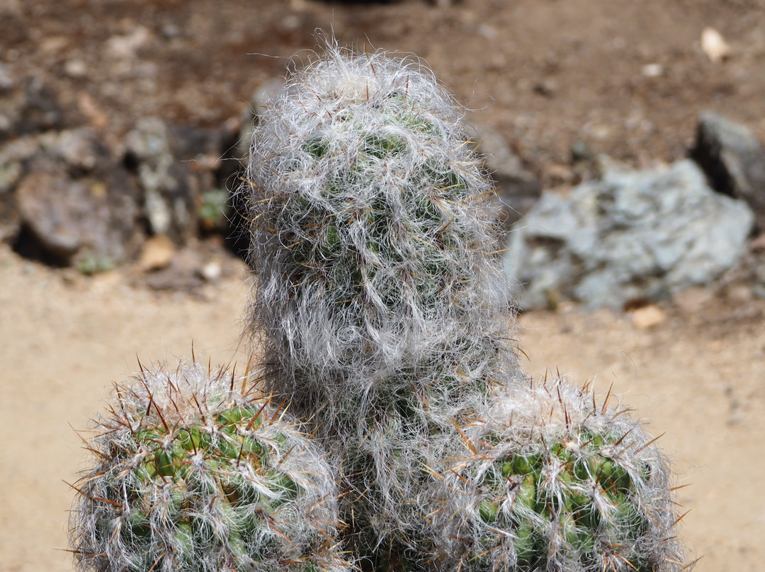Arizona Cactus Garden-斯坦福必去景点