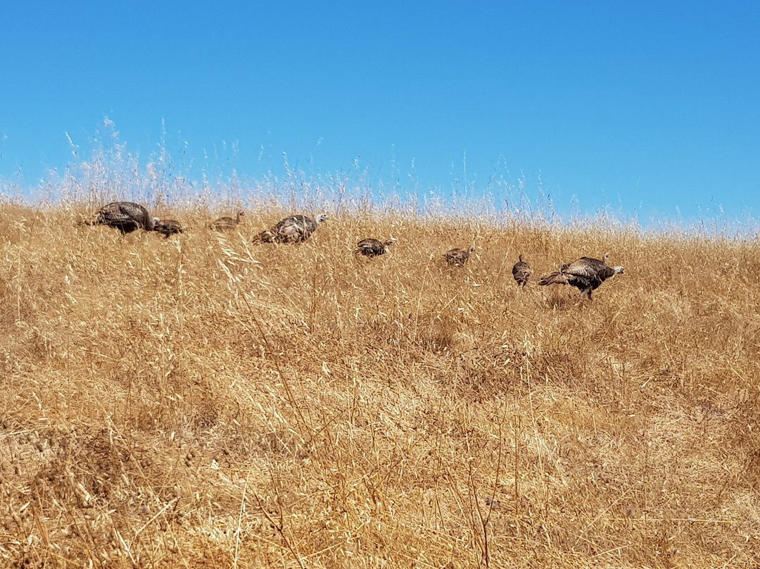 Pearson-Arastradero Preserve景点图片