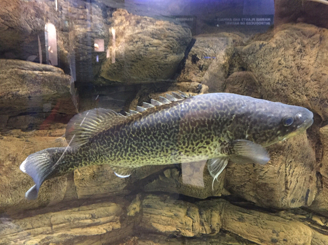 Marine and Freshwater Discovery Centre-皇后崖必去景点