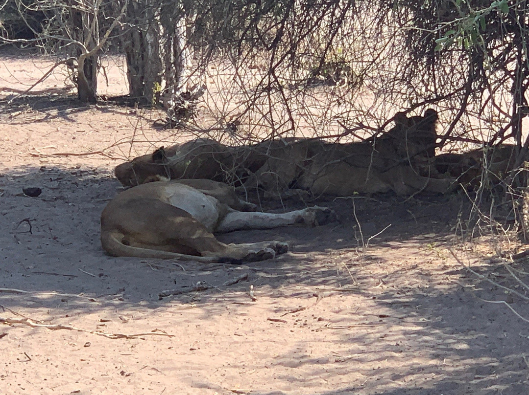 Tropical tours safaris-Chobe-卡萨尼必去景点