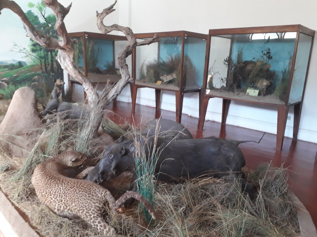 Museu De História Natural de Maputo-马布多必去景点