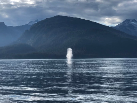 Alaska Humpback Adventures-朱诺必去景点