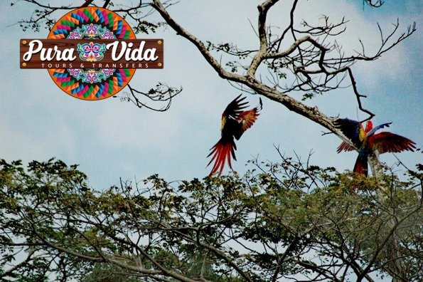 Pura Vida Tours & Transfers-哥斯达黎加安东尼奥国家公园必去景点