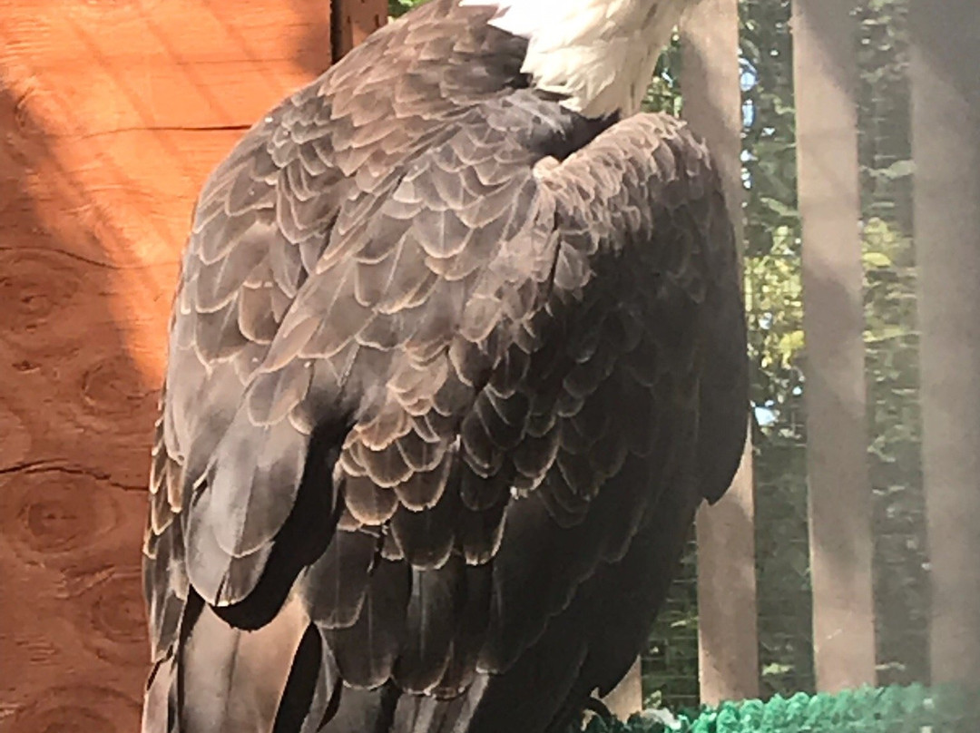 卡斯卡底猛禽中心-尤金必去景点