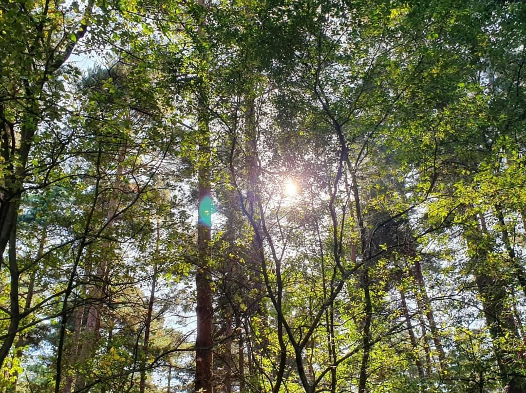 Go Ape Bracknell-布拉克内尔必去景点