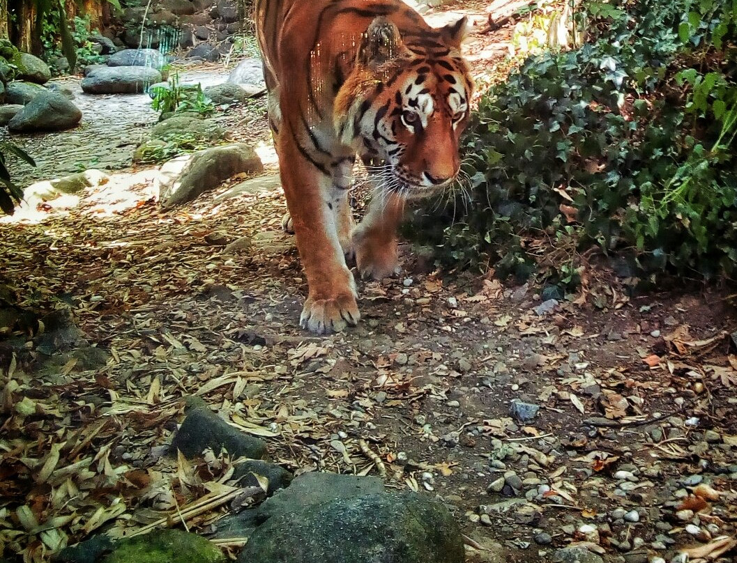 Giardino Zoologico Di Pistoia-皮斯托亚必去景点