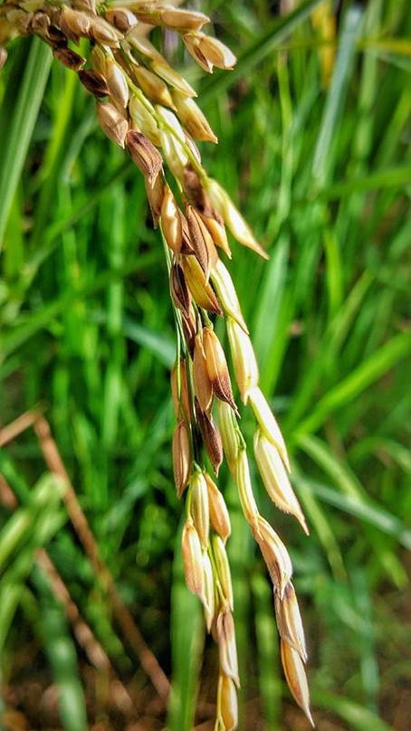 Calicoan Island-Samar Island必去景点