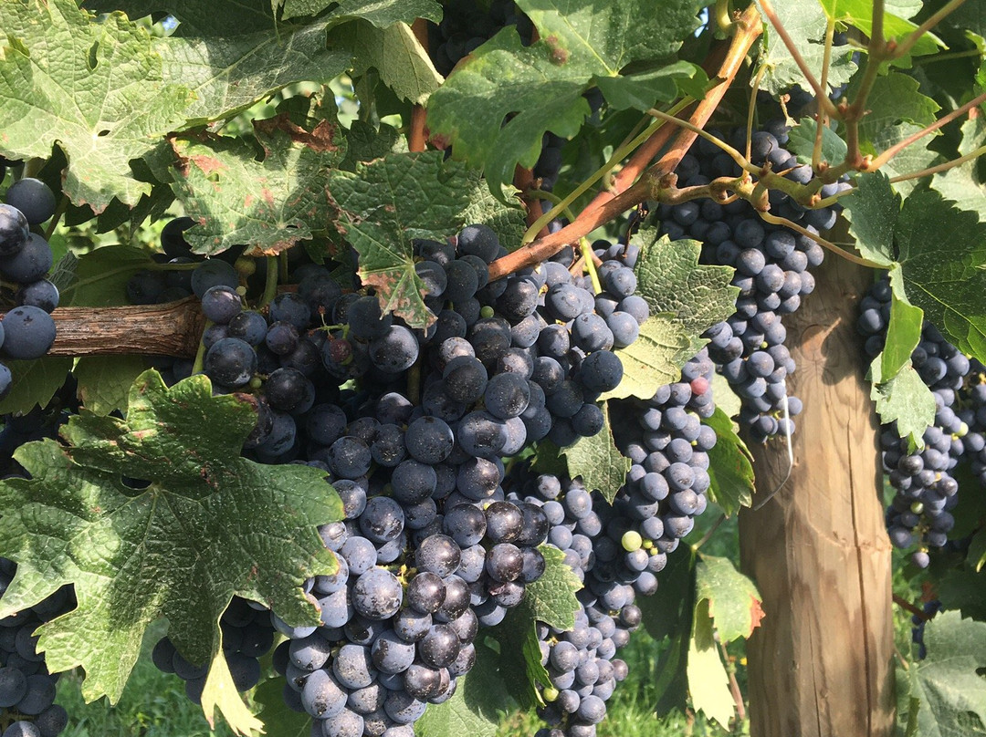 Agriturismo La Rosta主图