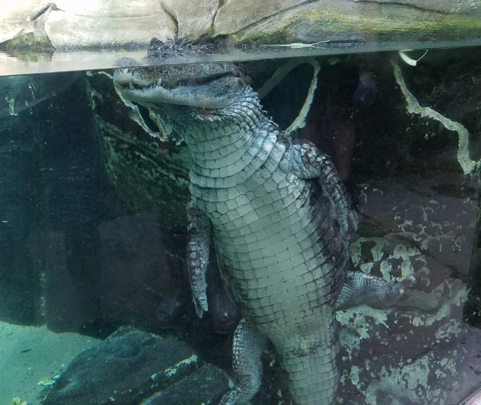 Parc de Lunaret - Zoo de Montpellier景点图片