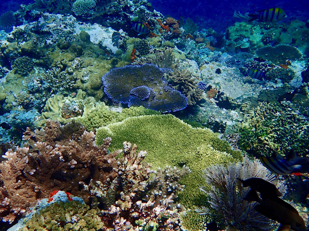 Batu Bolong Reef景点图片