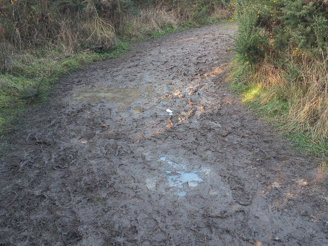 Orchid Wood-Breaston必去景点