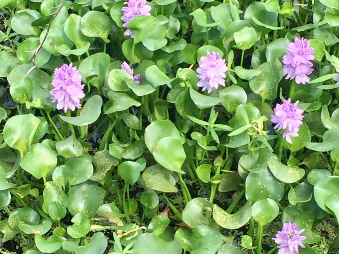 Lake Lotus Nature Park-阿尔塔蒙特斯普林斯必去景点