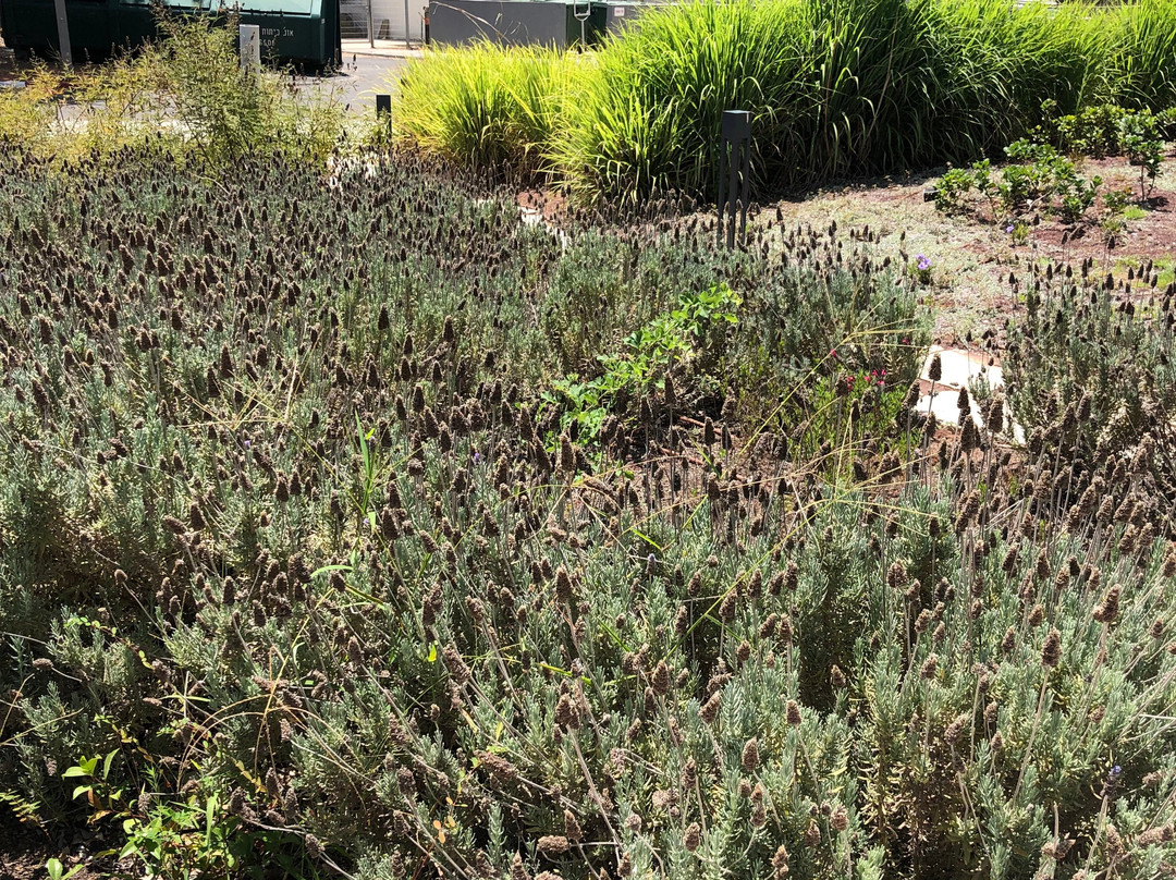 Botanical Garden-特拉维夫必去景点