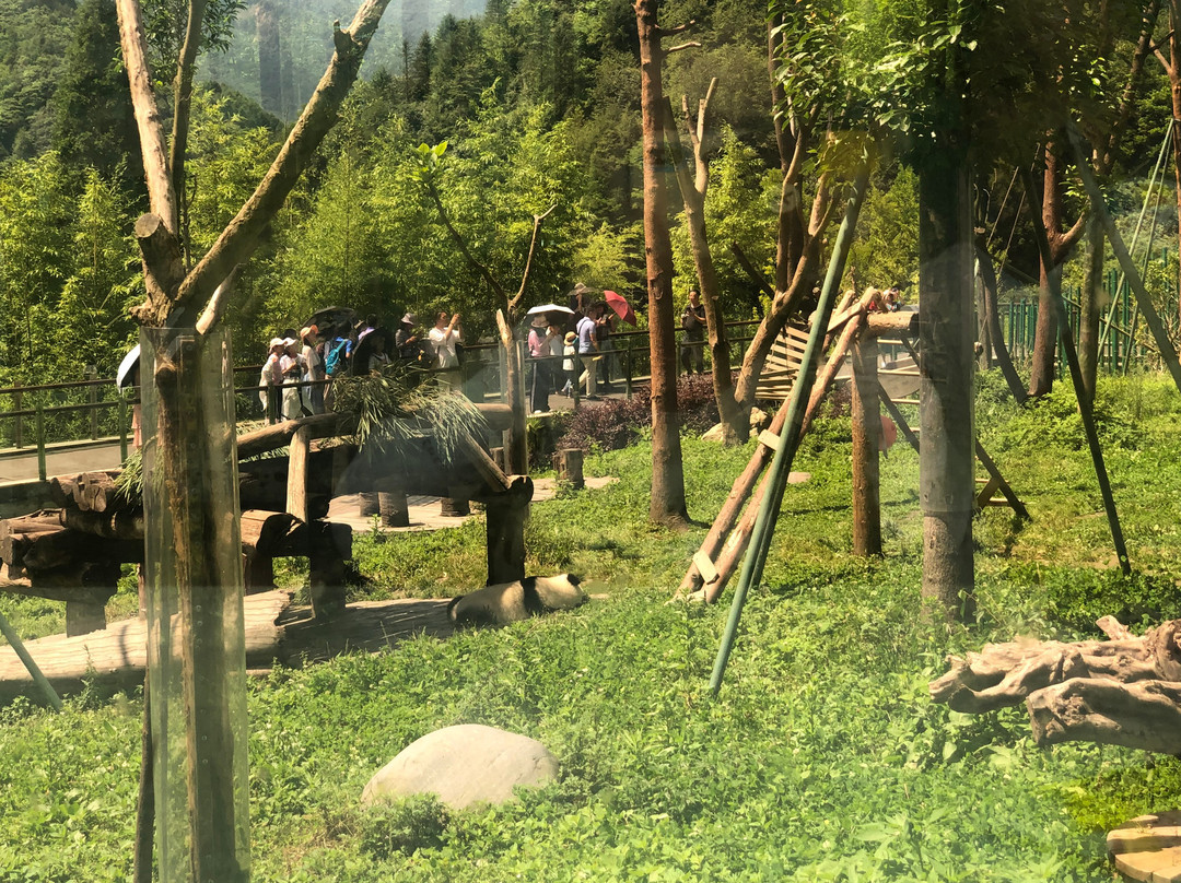 Hold Panda-成都必去景点