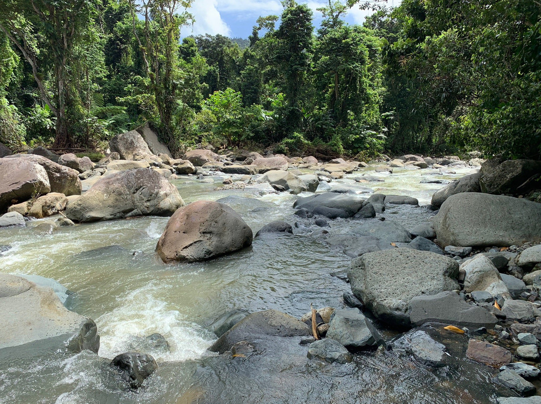 Louie's VIP Tours-云盖国家森林公园必去景点