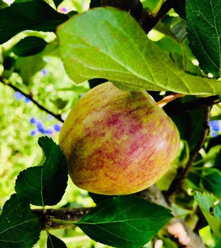 Hood River U-Pick Organic-胡德里弗必去景点