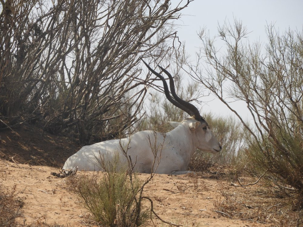 Guide Lahcen-Sidi R'bat必去景点