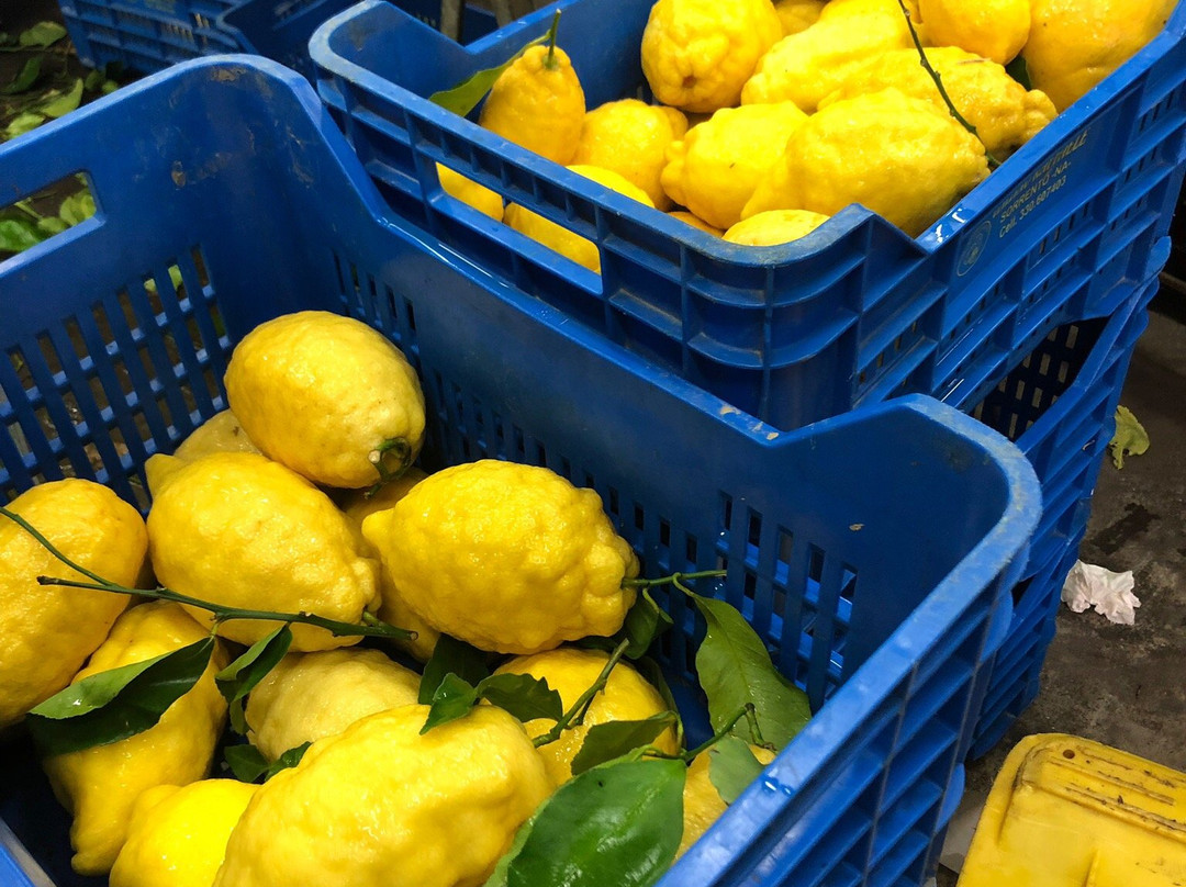 Vivaio Ruoppo - Sorrento Lemon Farm景点图片