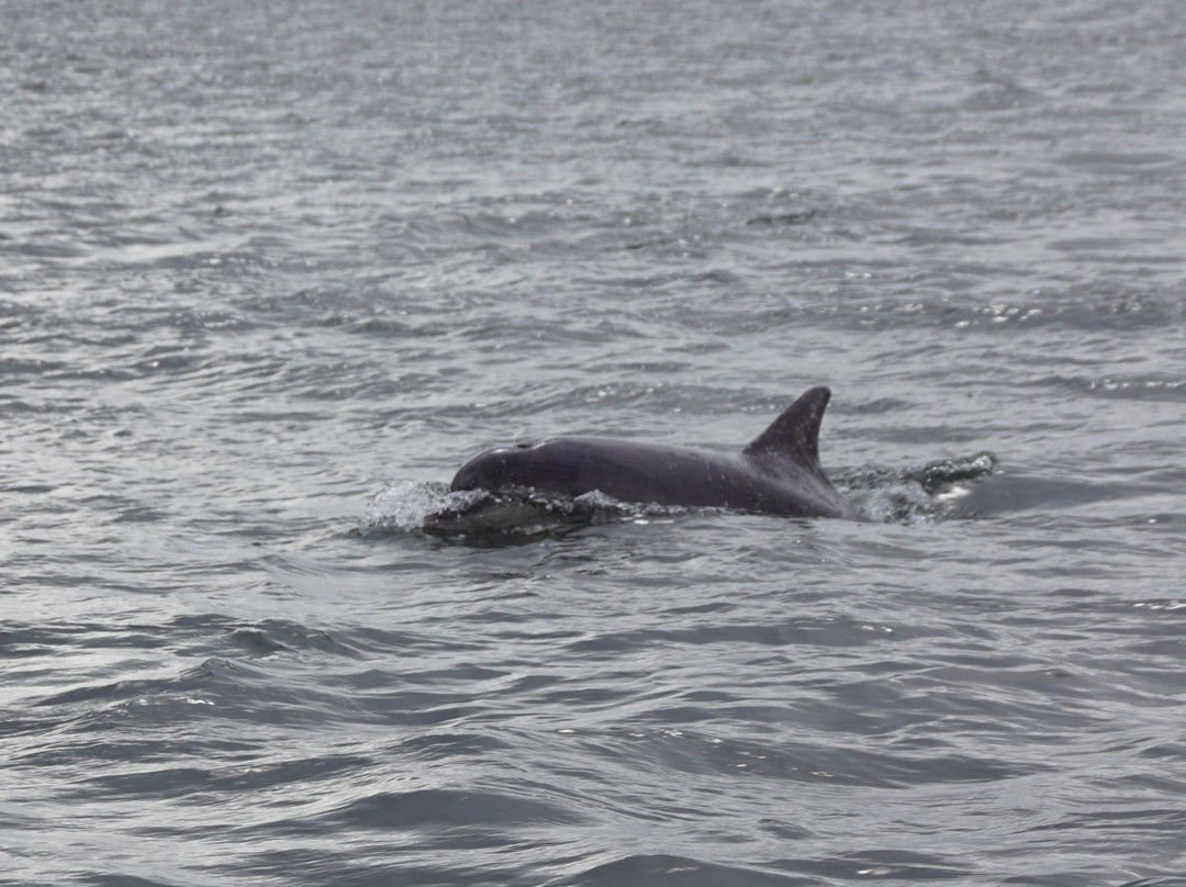 Dolphin Trips Avoch景点图片