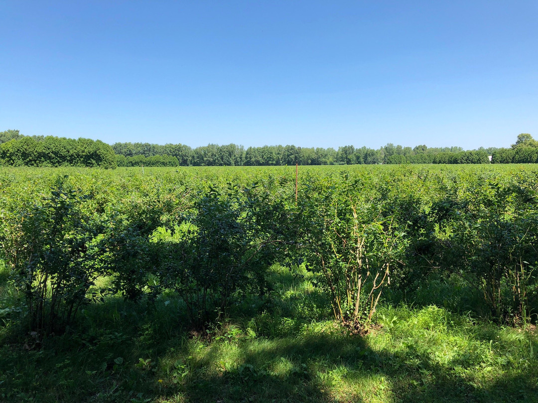 Blueberry Ranch-米沙沃卡必去景点
