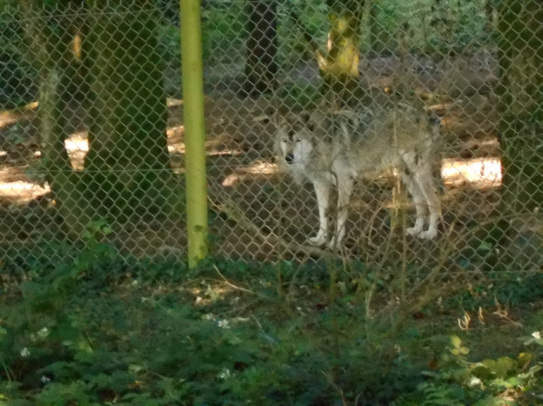 Lupi-Les Loups de Coat Fur-Lescouet-Gouarec必去景点