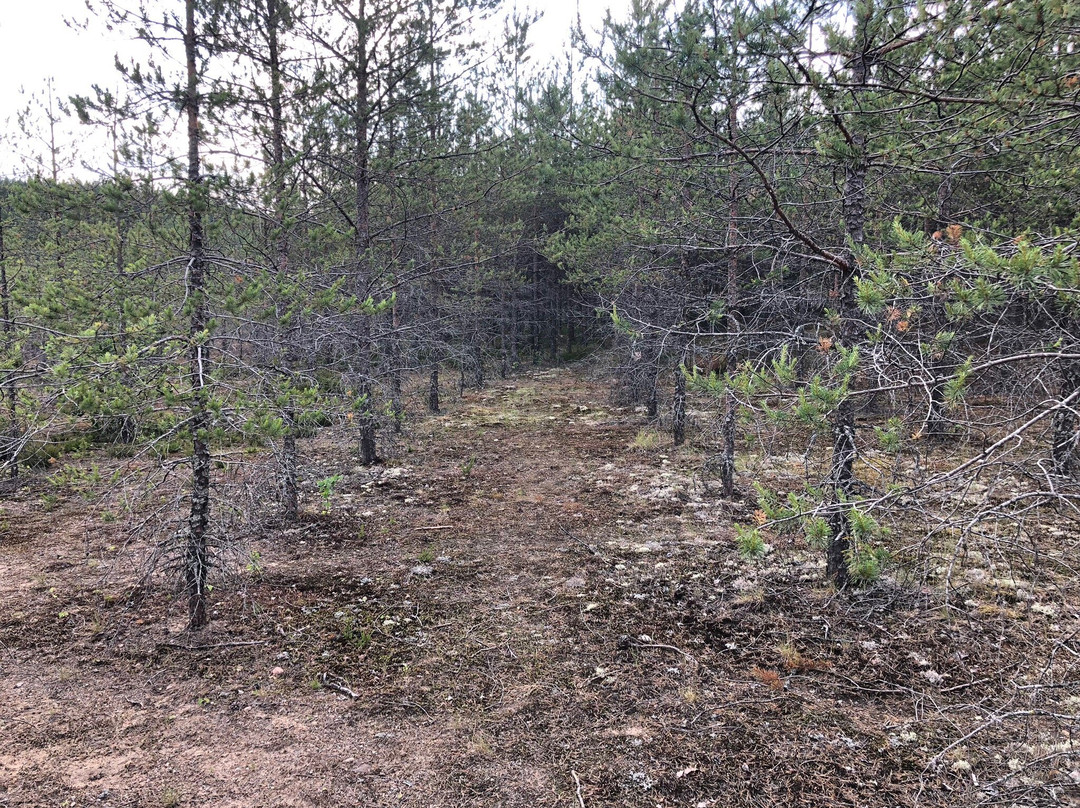 Puuvuori-Ylojarvi必去景点