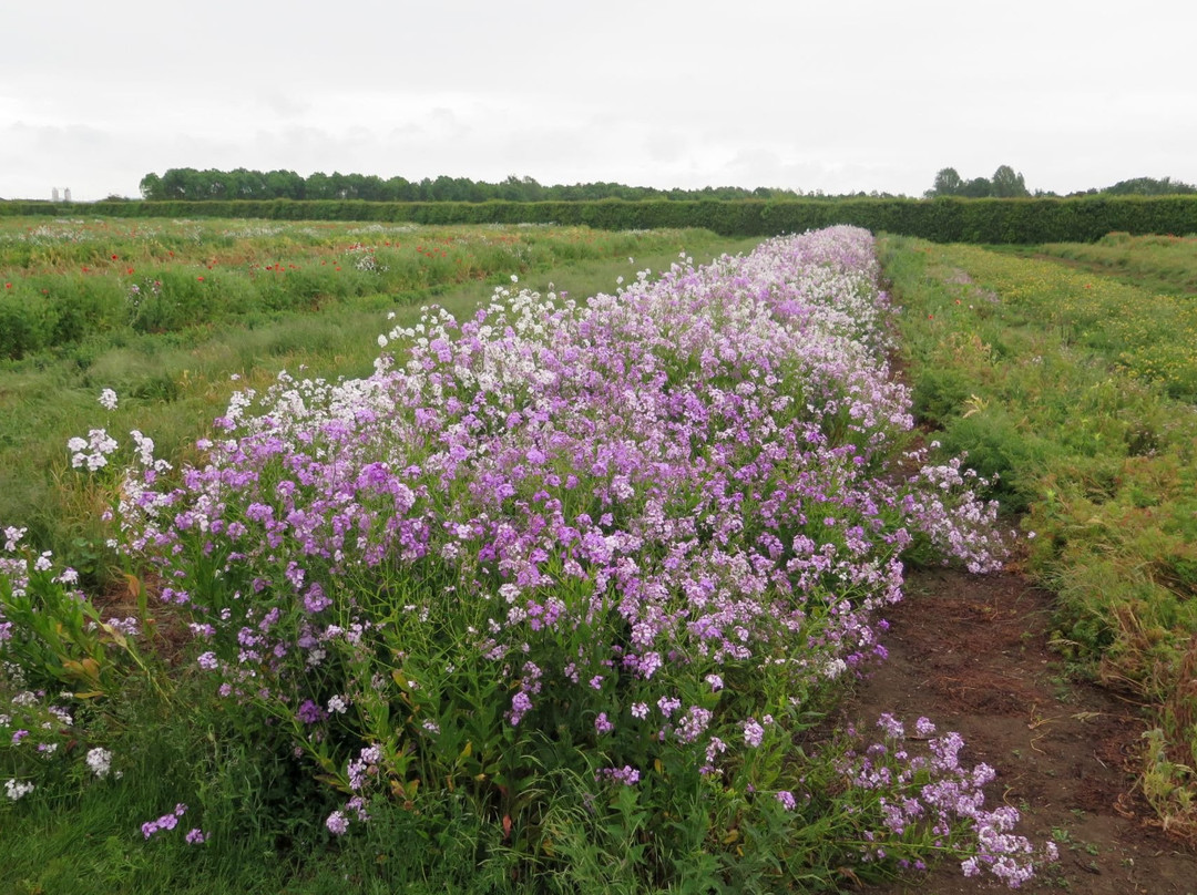 Naturescape British Wild Flowers景点图片