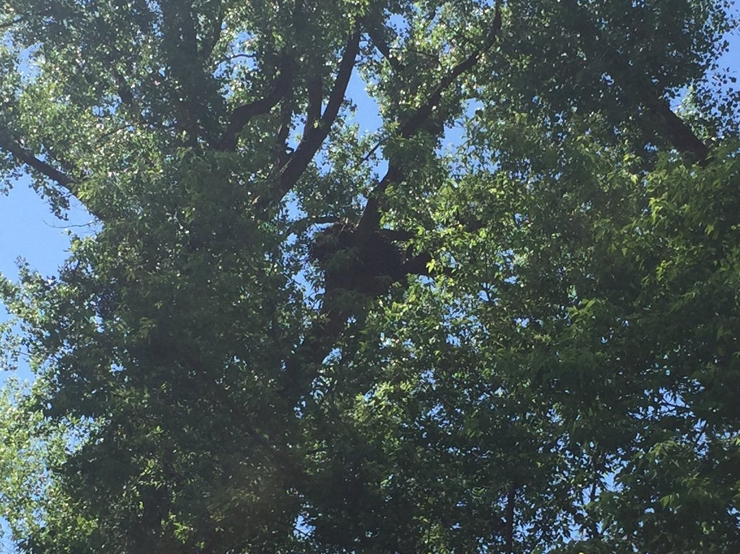 Decorah Fish Hatchery-迪科拉必去景点