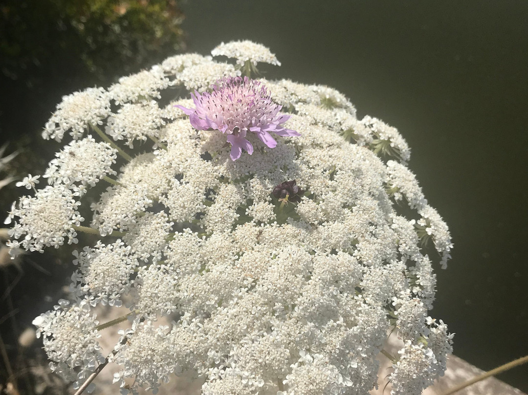 Parco Naturale Molentargius-Saline-卡利亚里省必去景点