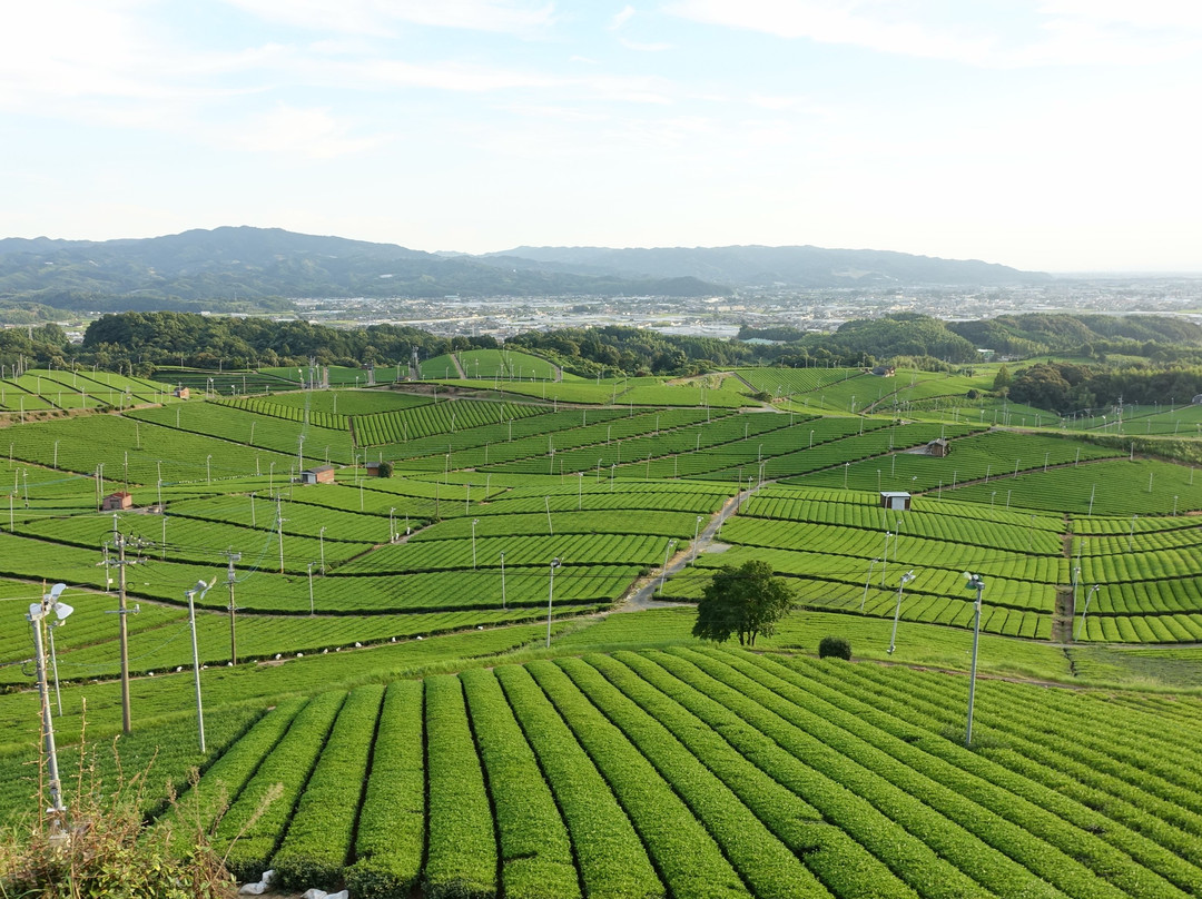 Yame Chuo Tea Garden景点图片