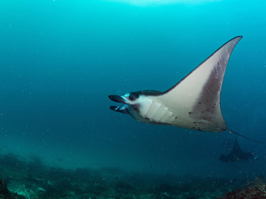 Mambo Dive Resort-珀尼达岛必去景点