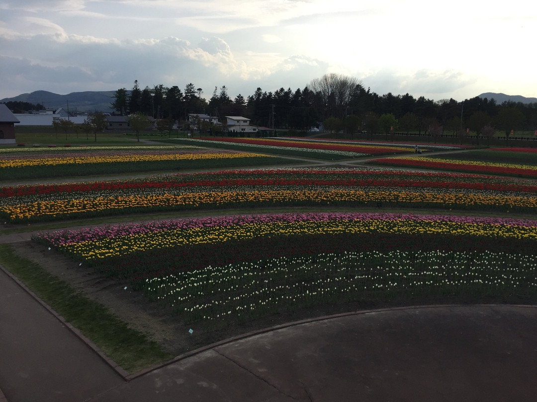 Kamiyubetsu Tulip Park景点图片