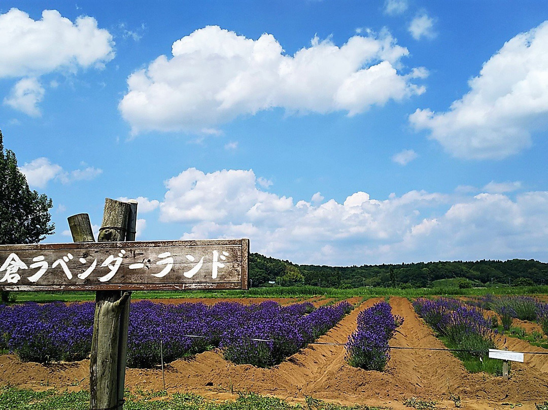 Sakura Lavender Land