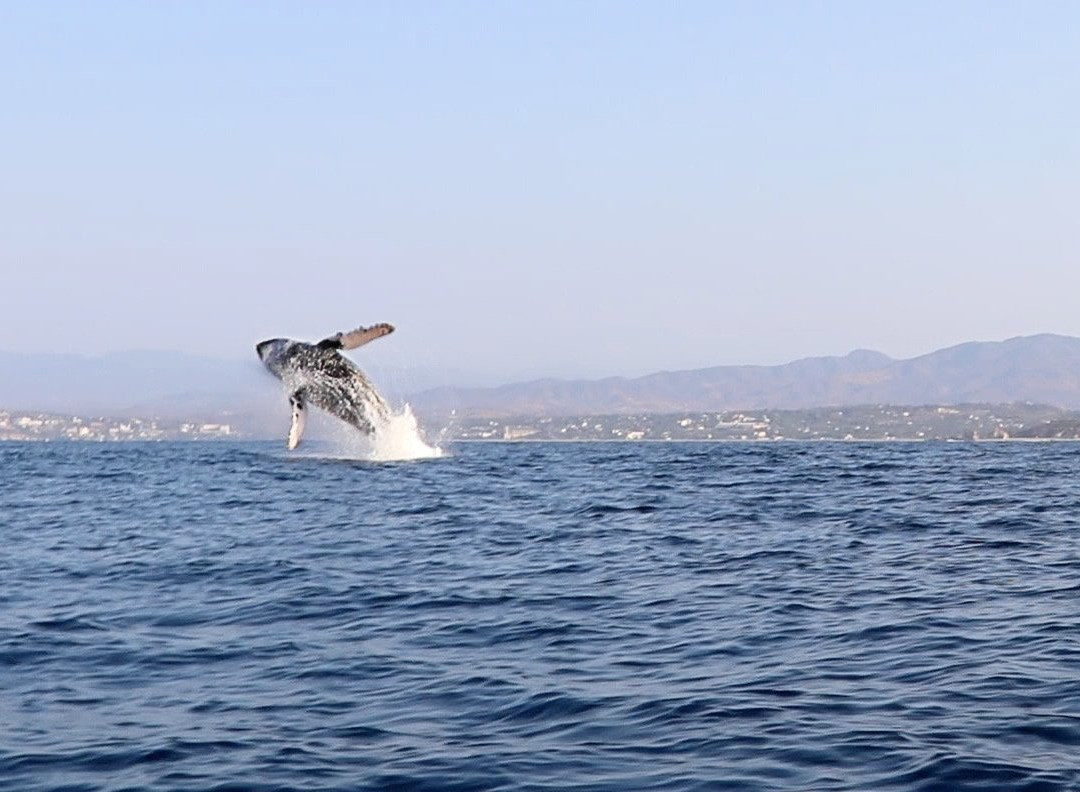 Robert's Ecotours-埃斯孔迪多港必去景点