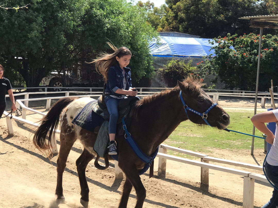 Pony Time at Lakewood Equestrian center-莱克伍德必去景点