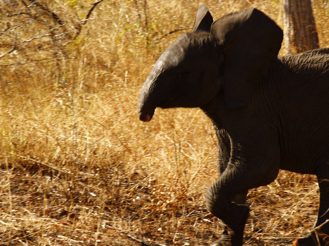 Golden Lion Adventures-Sedgefield必去景点