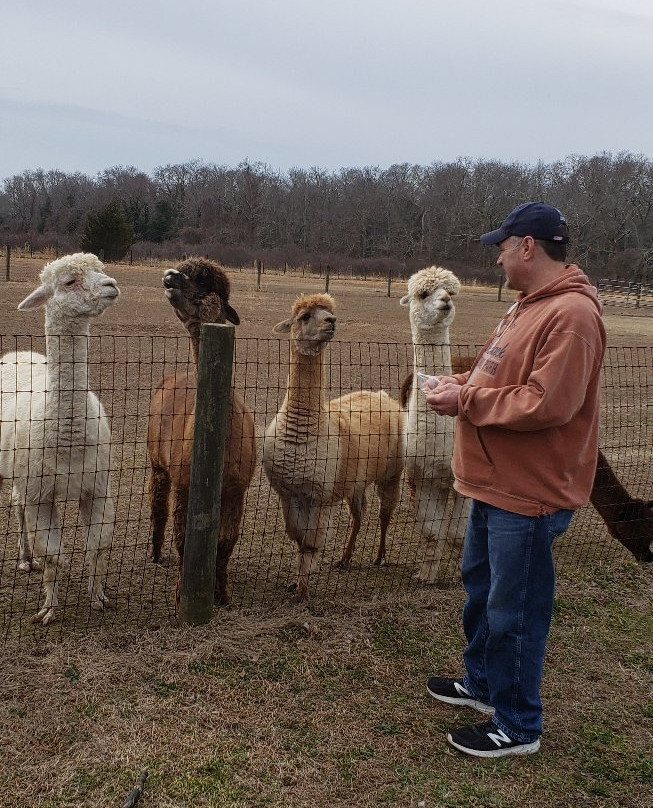 Bay Springs Farm Alpacas景点图片