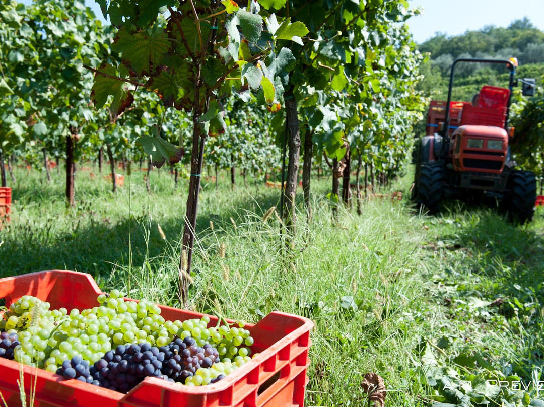 Società Agricola Castelveder景点图片