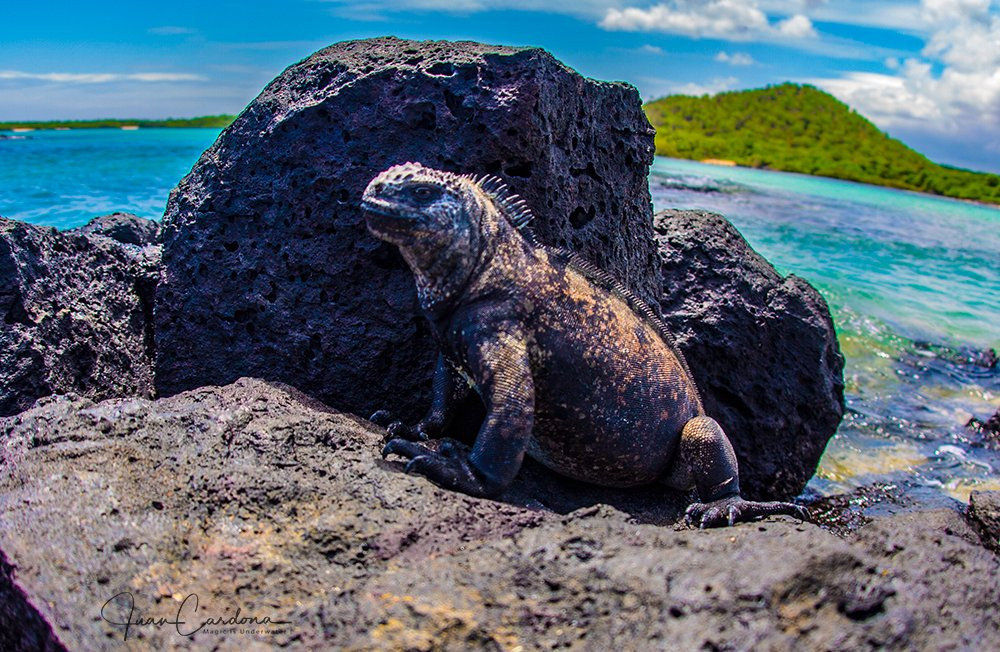 Twin Lodge Galapagos主图