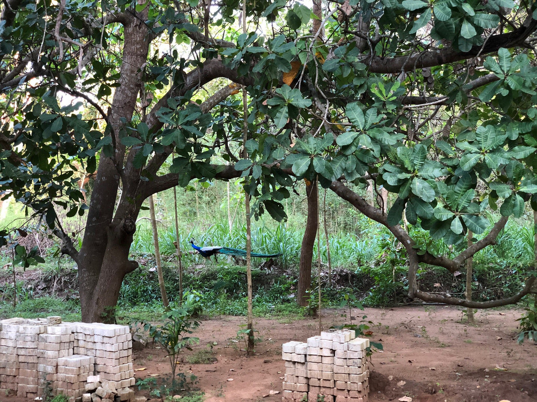 The Saliyawewa Cabins主图