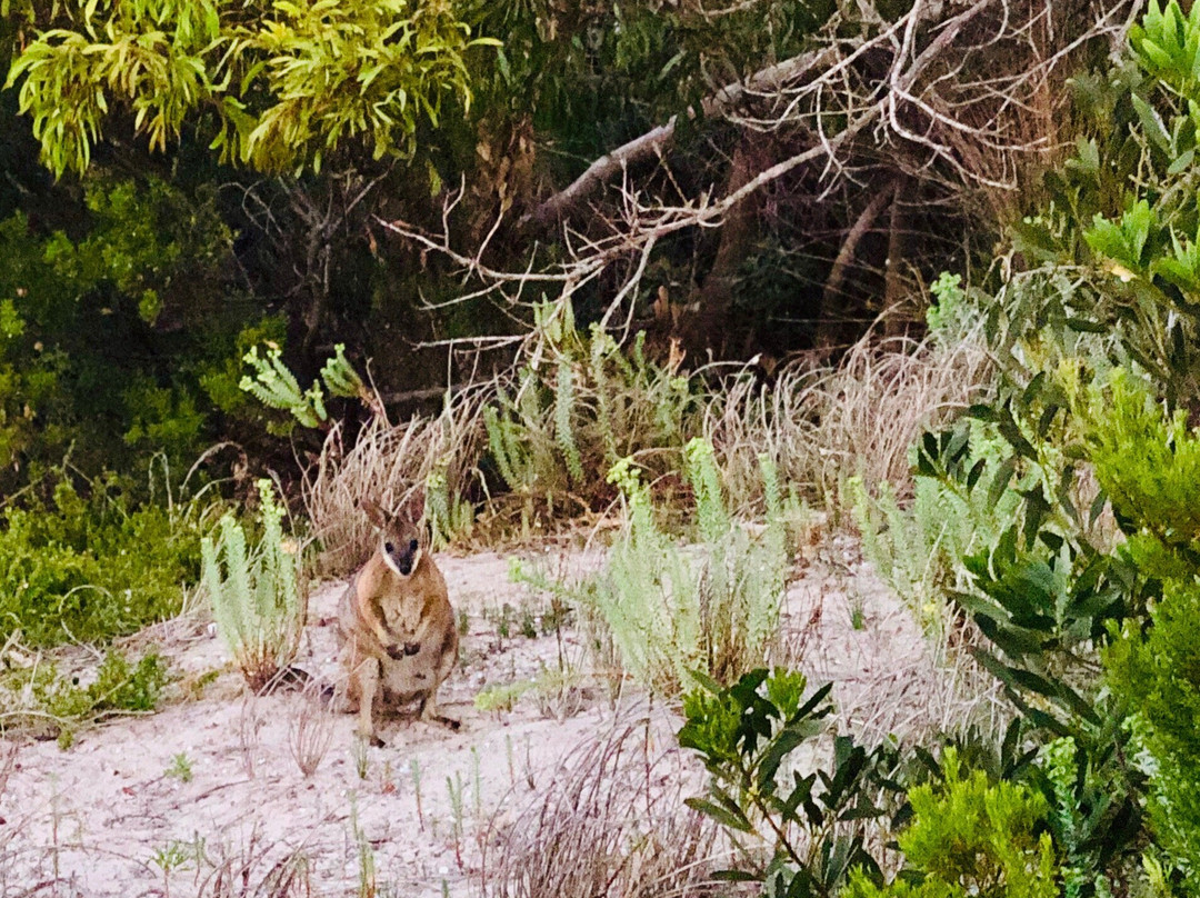 Island Beach-袋鼠岛必去景点